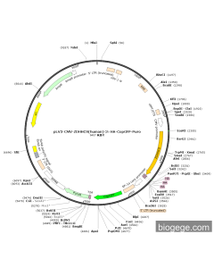 pLV3-CMV-ZDHHC9(human)-3×HA-CopGFP-Puro