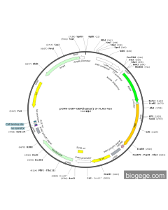 pCMV-EGFP-DBP(human)-3×FLAG-Neo