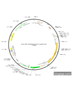 pLV3-CMV-CGAS(human)-EF1a-CopGFP-Puro