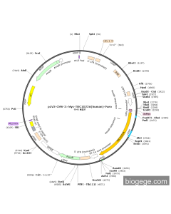 pLV3-CMV-3×Myc-TBC1D22A(human)-Puro