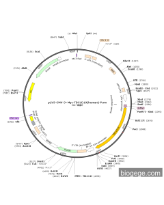 pLV3-CMV-3×Myc-TBC1D19(human)-Puro