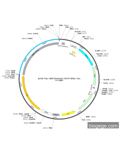 pPGK-Fluc-UBR7(human)-3UTR-hRluc-Neo