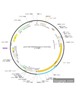 pLV3-CMV-SAFB2(human)-3×FLAG-Puro