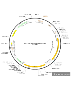 pLV3-CMV-Nfe2l2(mouse)-Fluc-Puro