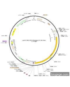 pLV3-CMV-IPO13(human)-3×HA-Puro