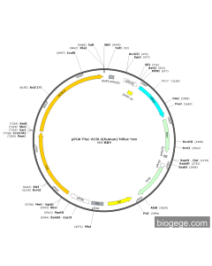 pPGK-Fluc-ACSL4(human)-hRluc-Neo