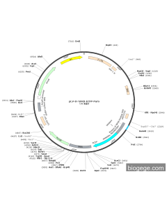 pLV-8×NFKB-ECFP-Puro
