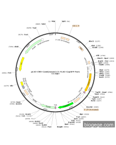 pLV3-CMV-Comt(mouse)-3×FLAG-CopGFP-Puro