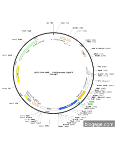 pLV3-CMV-MAP1LC3A(human)-TagBFP