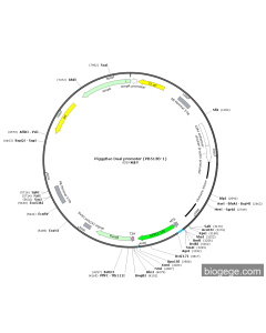 PiggyBac-CAG-GFP(1-10)-Puro