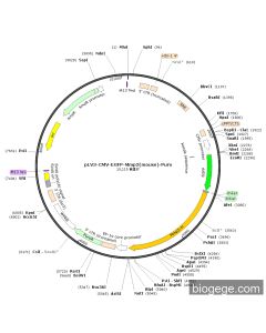 pLV3-CMV-EGFP-Mmp2(mouse)-Puro