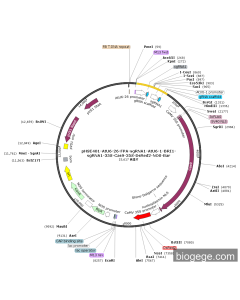pHSE401-AtU6-26-FPA-sgRNA1-AtU6-1-BRI1-sgRNA1-35S-Cas9-35S-DsRed2-NOS-Bar