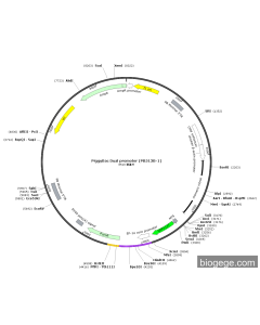 PiggyBac-CAG-GFP11x7-Puro
