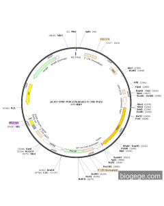 pLV3-CMV-PGK1(human)-6×His-Puro