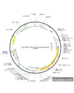 pLV3-CMV-3×Myc-TBC1D14(human)-Puro