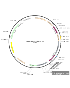 pMMLV-mRuby3-LC3B(rat)-BSD