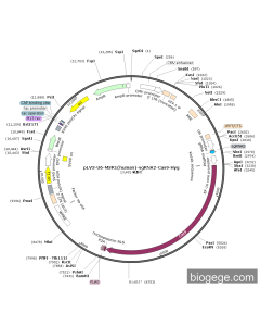pLV3-U6-MSR1(human)-sgRNA2-Cas9-Hyg