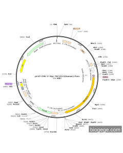 pLV3-CMV-3×Myc-TBC1D15(human)-Puro