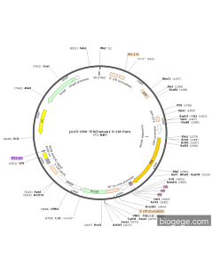 pLV3-CMV-TES(human)-3×HA-Puro