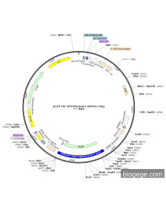 pLV3-U6-GPX4(human)-shRNA1-Hyg