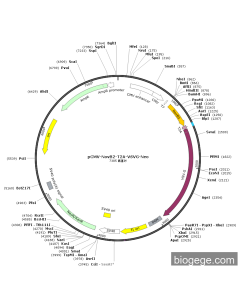 pCMV-NovB2-T2A-VSVG-Neo