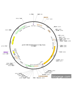 pLV3-CMV-DLD(human)-3×Myc-Puro