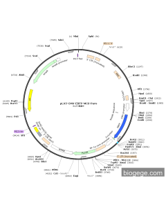 pLV3-CMV-EBFP-MCS-Puro