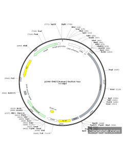 pCMV-RMST(human)-lncRNA-Neo
