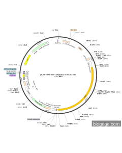 pLV3-CMV-UBA1(human)-3×FLAG-Neo