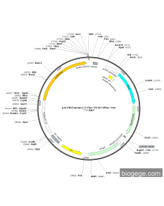 pACHE(human)-3-Fluc-SV40-hRluc-Neo