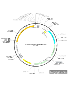 pACHE(human)-Fluc-SV40-hRluc-Neo