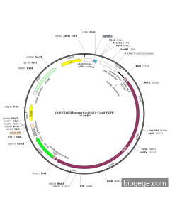 pU6-DDX5(human)-sgRNA1-Cas9-EGFP