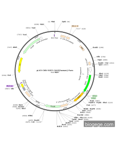 pLV3-CMV-EGFP-CAV2(human)-Puro