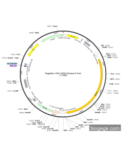 PiggyBac-CMV-GRIK1(human)-Puro