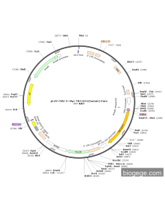 pLV3-CMV-3×Myc-TBC1D21(human)-Puro