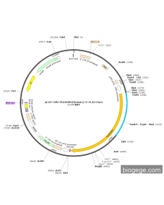 pLV3-CMV-PLEKHM2(human)-3×FLAG-Puro