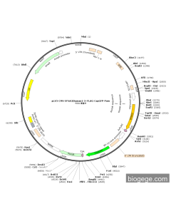 pLV3-CMV-EFNA3(human)-3×FLAG-CopGFP-Puro
