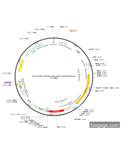 pLV3-CMV-Nrf1(mouse)-EF1a-mCherry-Puro