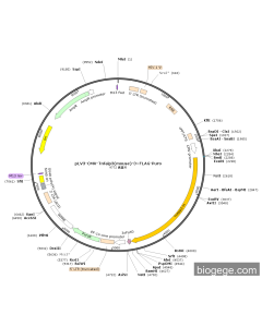pLV3-CMV-Tnfaip3(mouse)-3×FLAG-Puro