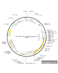 pLV3-CMV-3×Myc-TBC1D10A(human)-Puro
