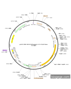 pLV3-CMV-NPLOC4(human)-4-3×FLAG-Puro