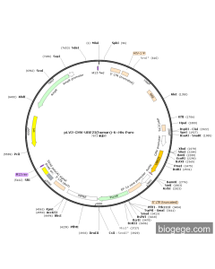 pLV3-CMV-UBE2I(human)-6×His-Puro