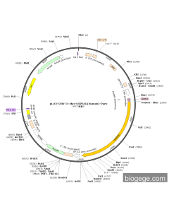 pLV3-CMV-3×Myc-USP6NL(human)-Puro