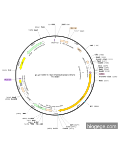 pLV3-CMV-3×Myc-EVI5L(human)-Puro