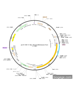 pLV3-CMV-3×Myc-TBC1D10B(human)-Puro