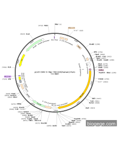 pLV3-CMV-3×Myc-TBC1D5(human)-Puro