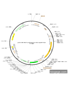 pLV3-CMV-METTL14(human)-8×His-CopGFP-Puro