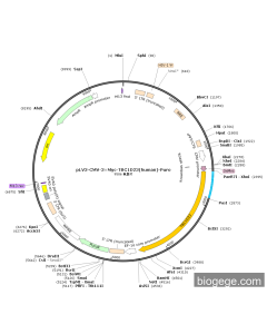 pLV3-CMV-3×Myc-TBC1D23(human)-Puro