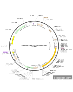 pLV3-CMV-3×Myc-TBC1D3(human)-Puro