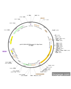 pLV3-CMV-KRT8(human)-3×Myc-Puro